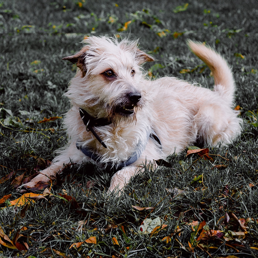 Glen Of Imaal Terrier Feeding Guide