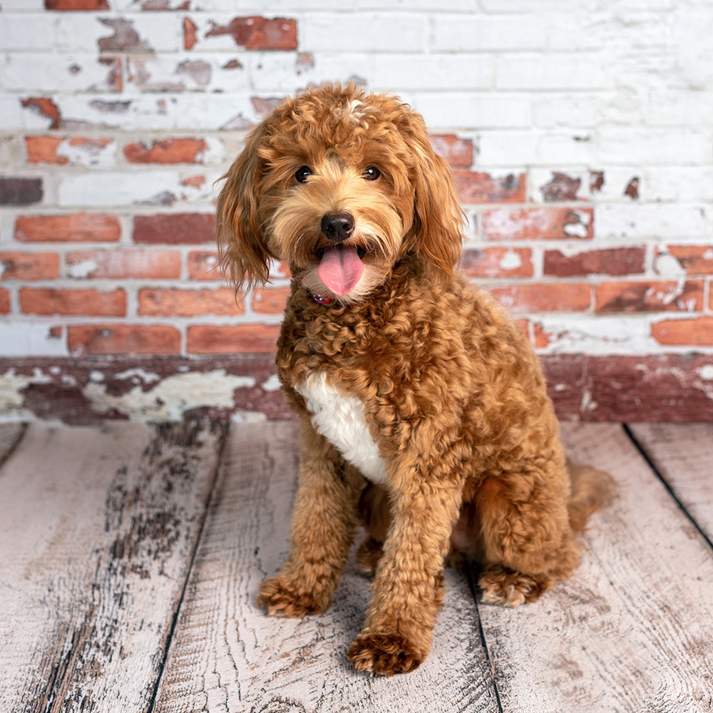 Goldendoodle Feeding Guide