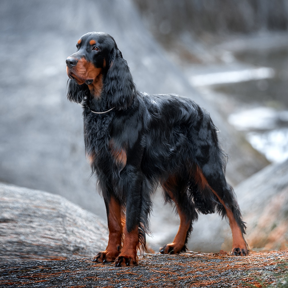 Gordon Setter Feeding Guide