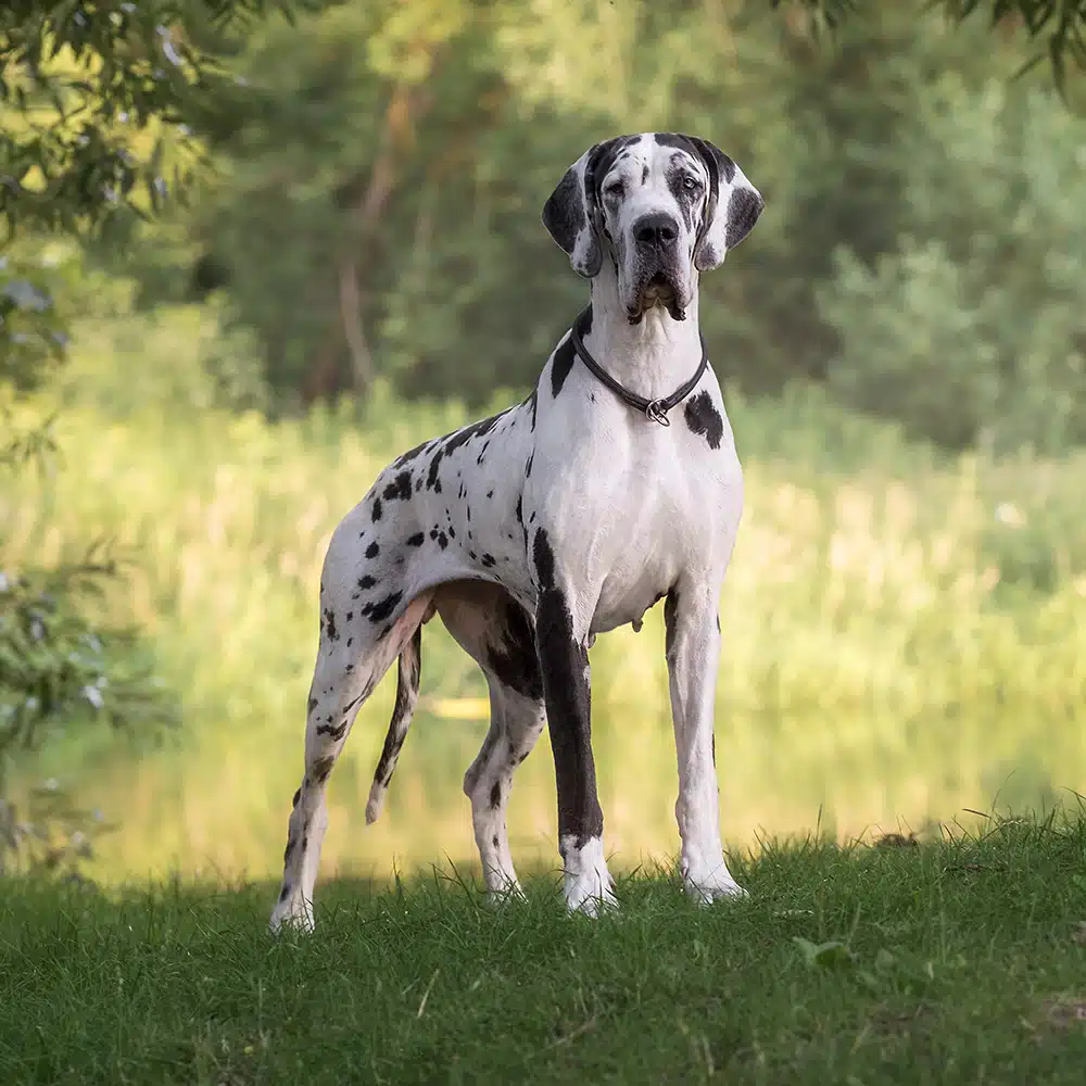 Great Dane Feeding Guide