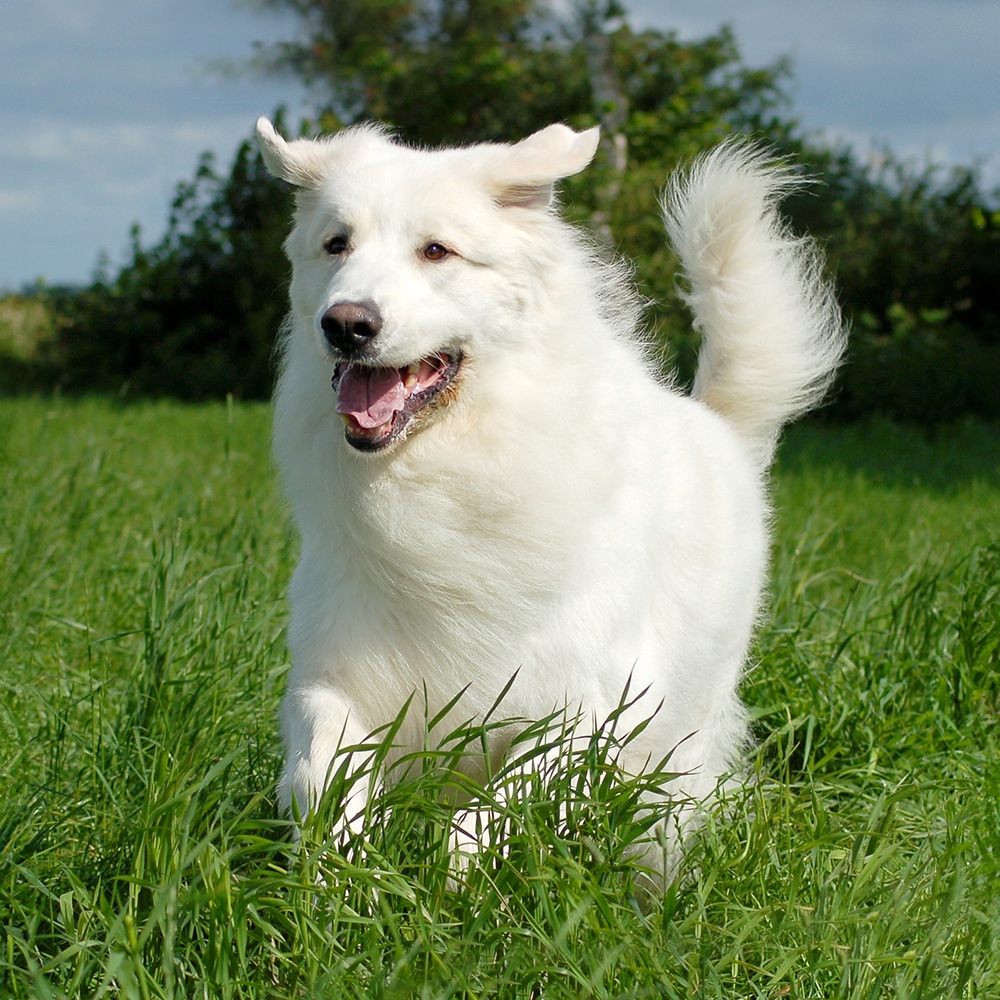 Great Pyrenees Feeding Guide