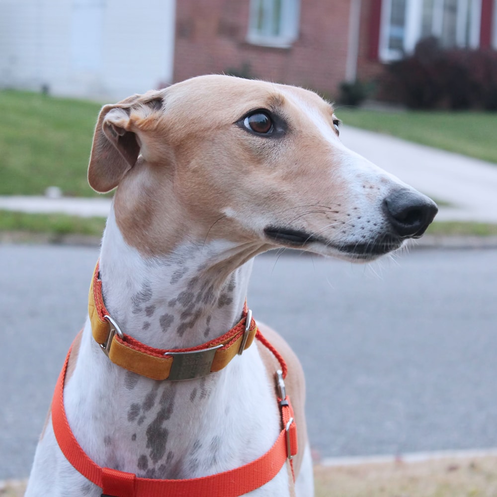 Greyhound Feeding Guide