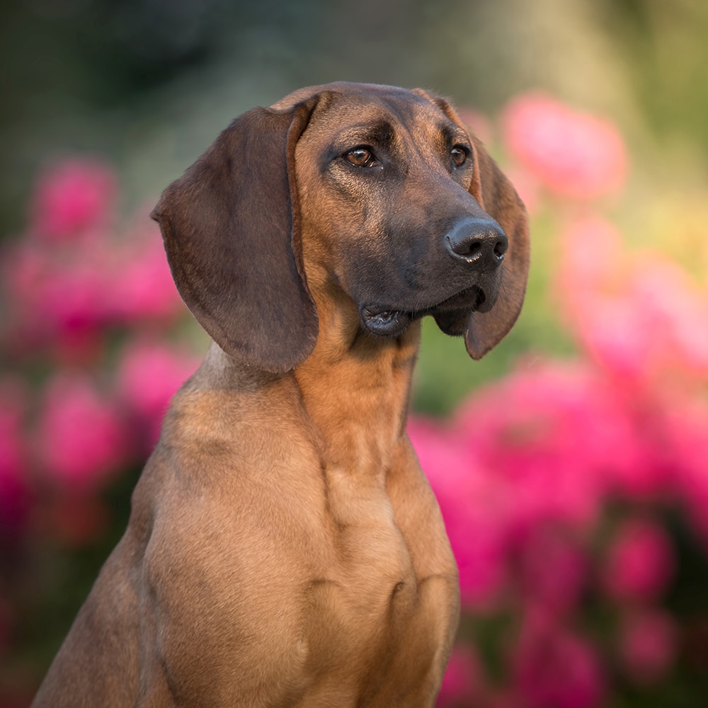 Hanoverian Scenthound Feeding Guide