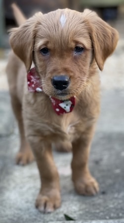 Puppy raw feeding