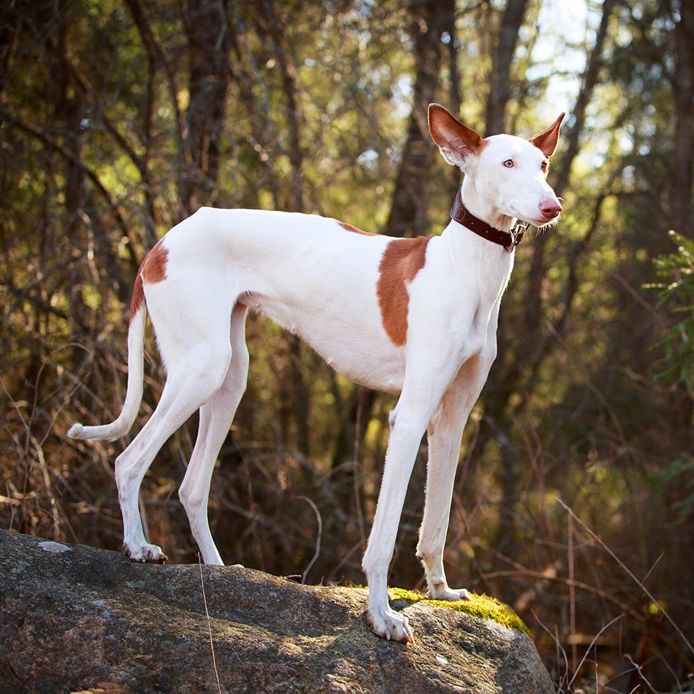 Ibizan Hound Feeding Guide