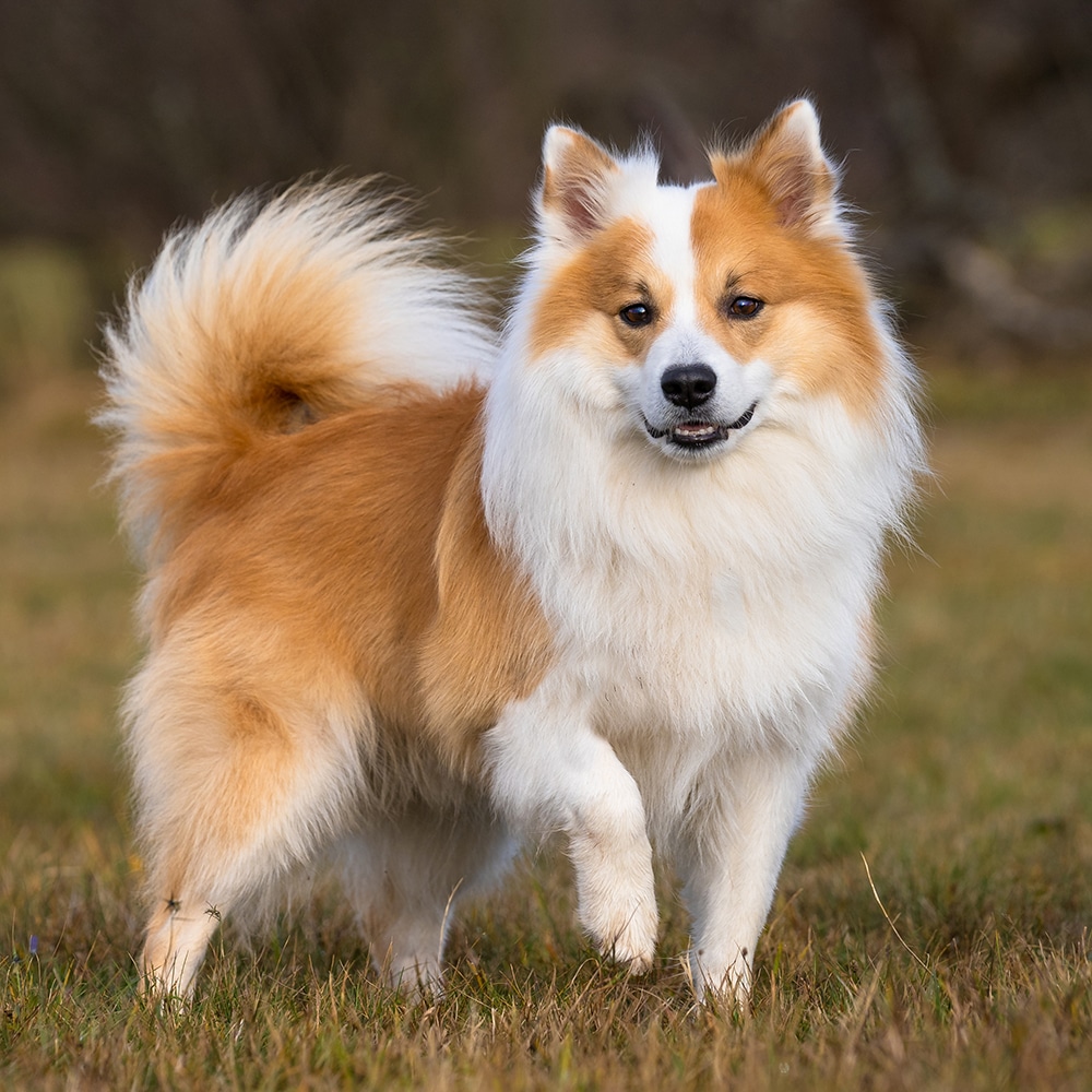 Icelandic Sheepdog Feeding Guide