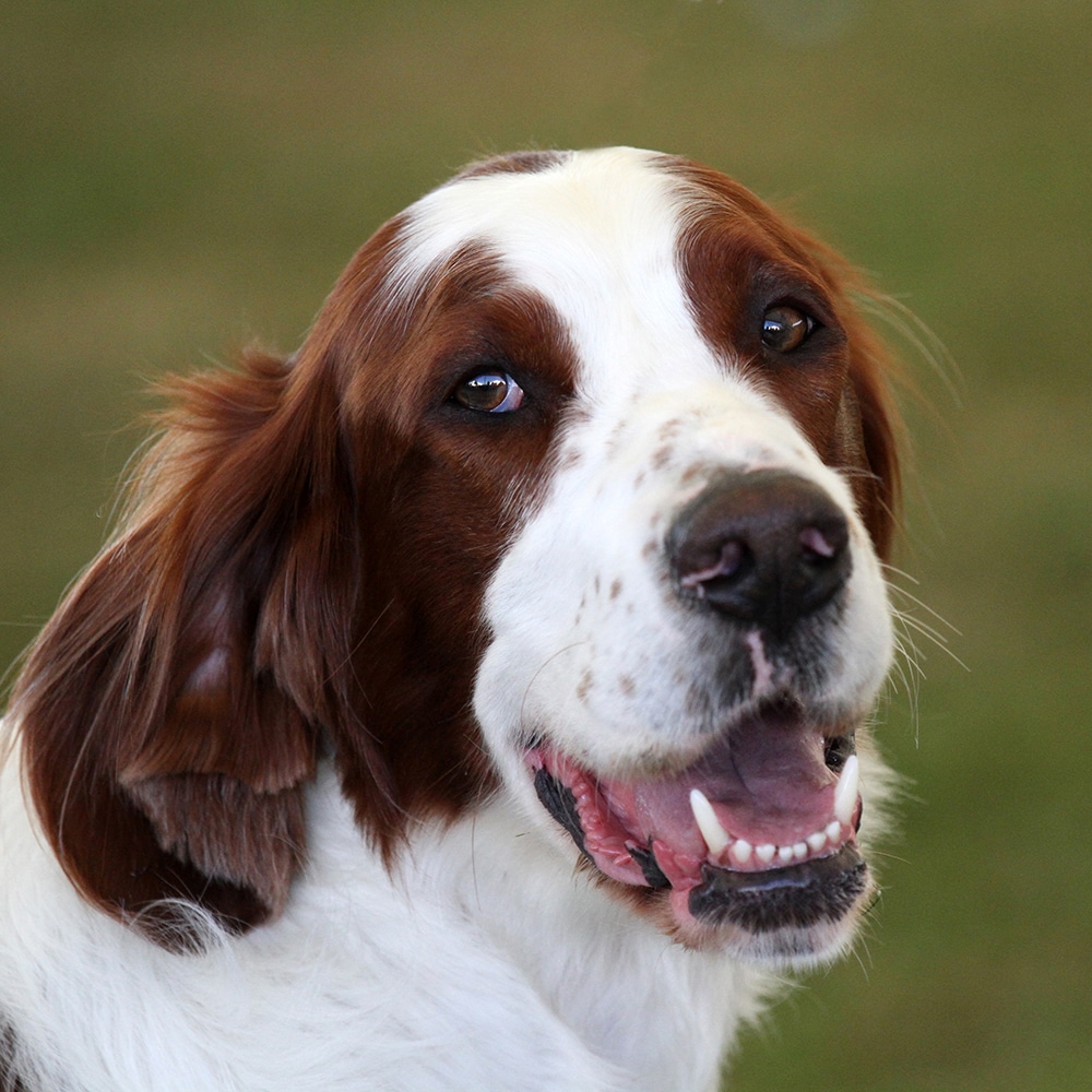 Irish Red And White Setter Feeding Guide