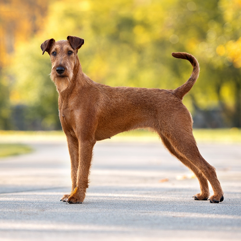 Irish Terrier Feeding Guide