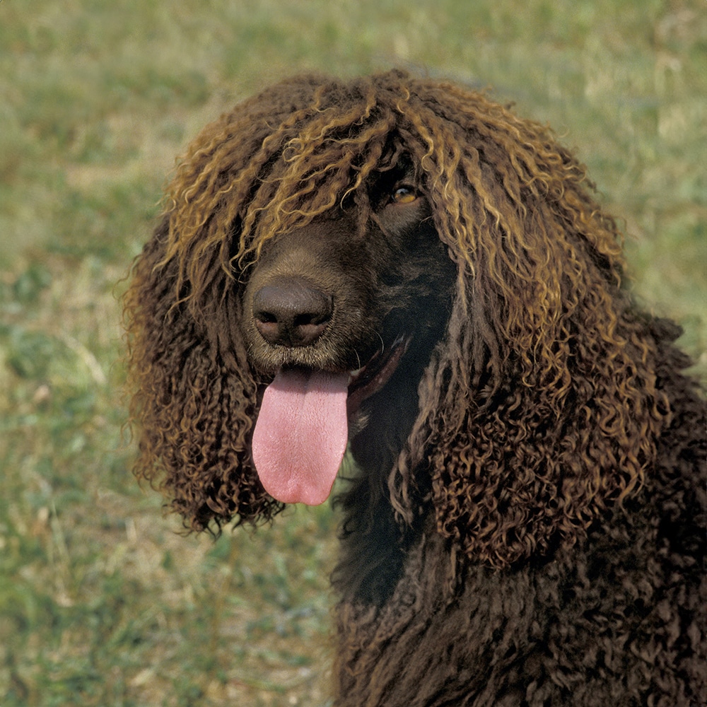 Irish Water Spaniel Feeding Guide