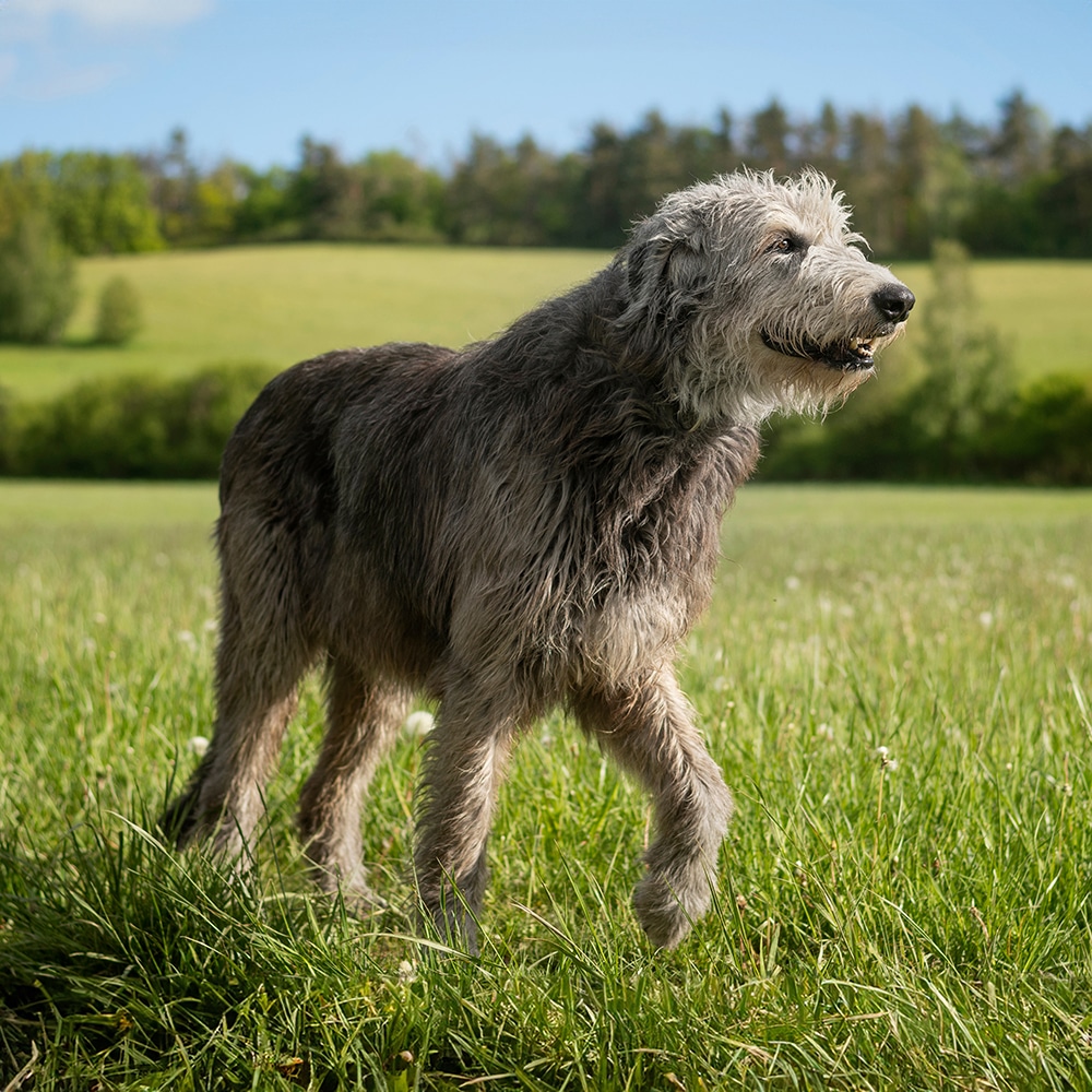 Irish Wolfhound Feeding Guide