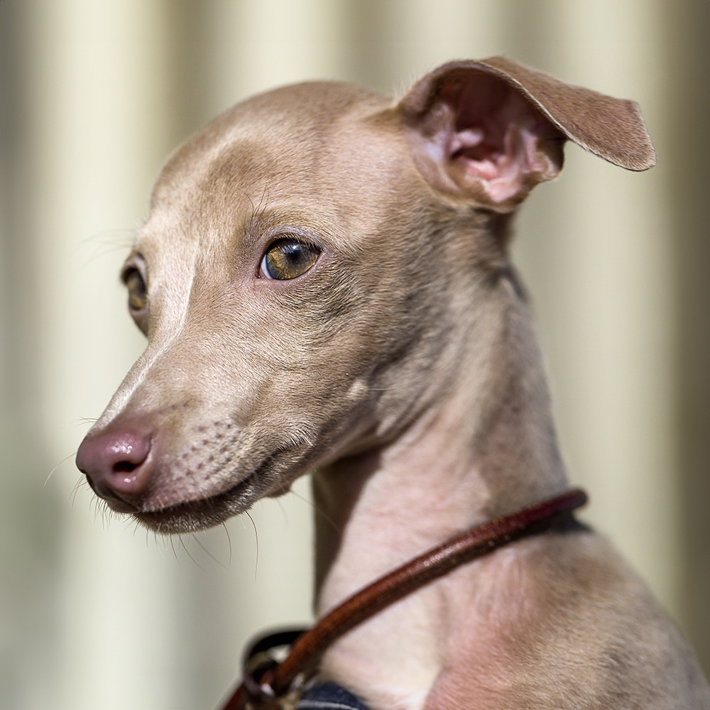 Italian Greyhound Feeding Guide