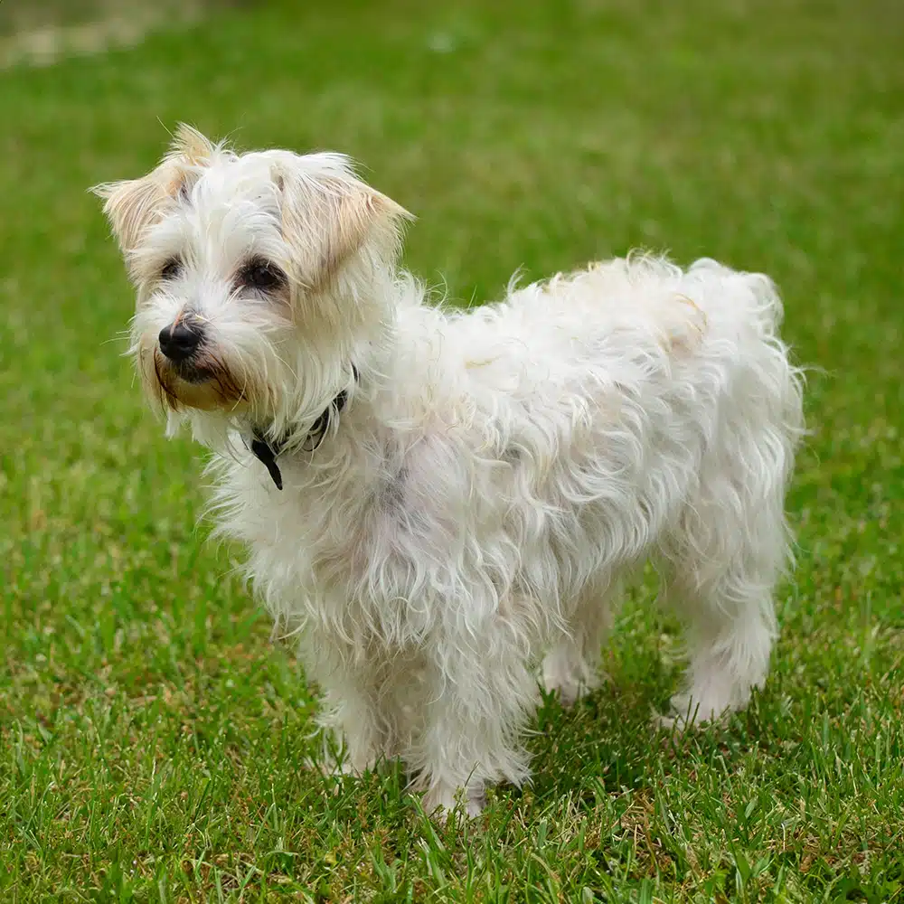 Jack-A-Poo Feeding Guide