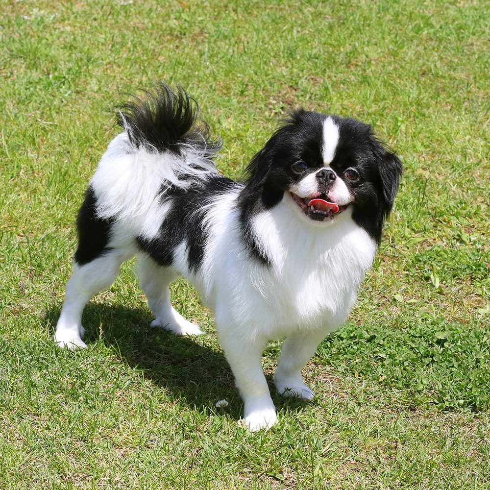 Japanese Chin Feeding Guide