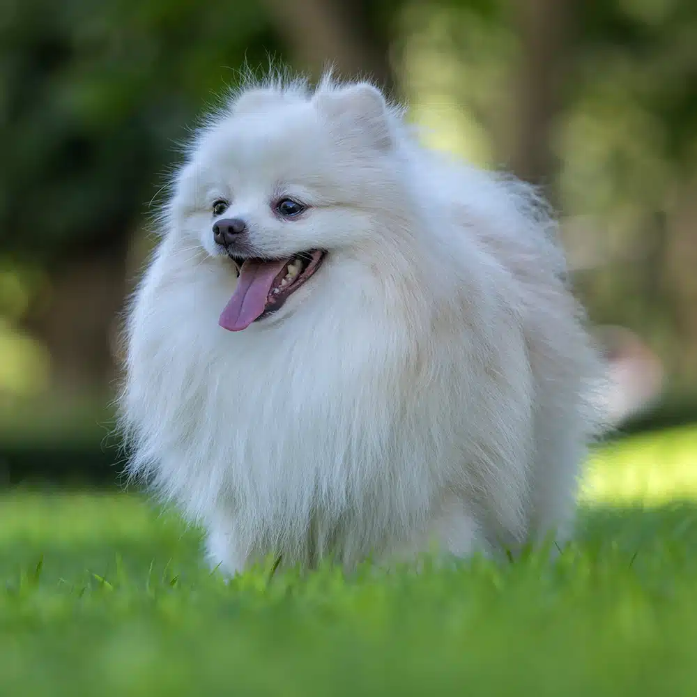 Japanese Spitz Feeding Guide