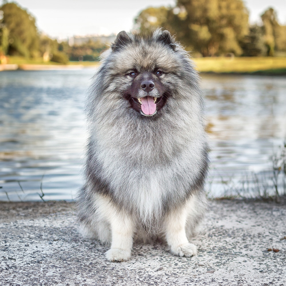 Keeshond Feeding Guide