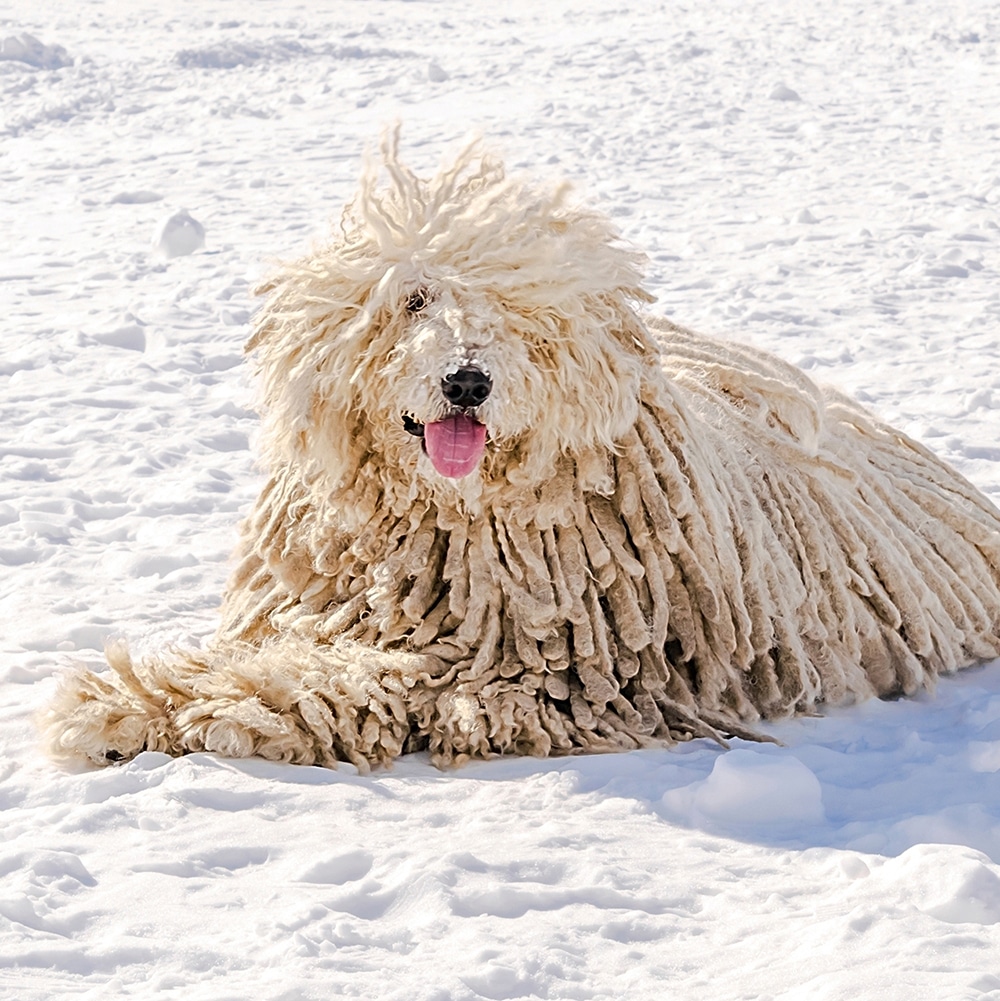 Komondor Feeding Guide