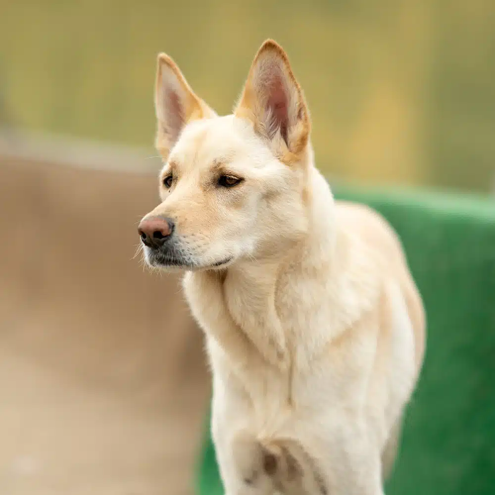 Korean Jindo Feeding Guide