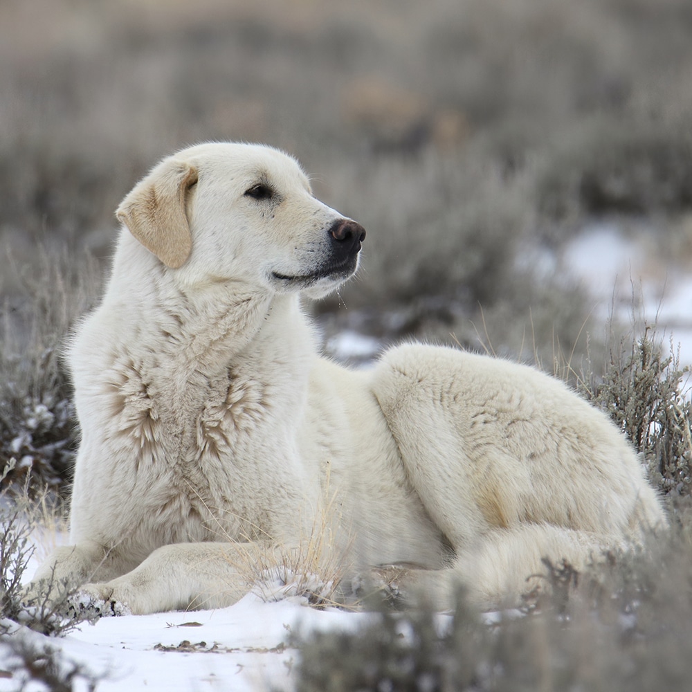 Kuvasz Feeding Guide