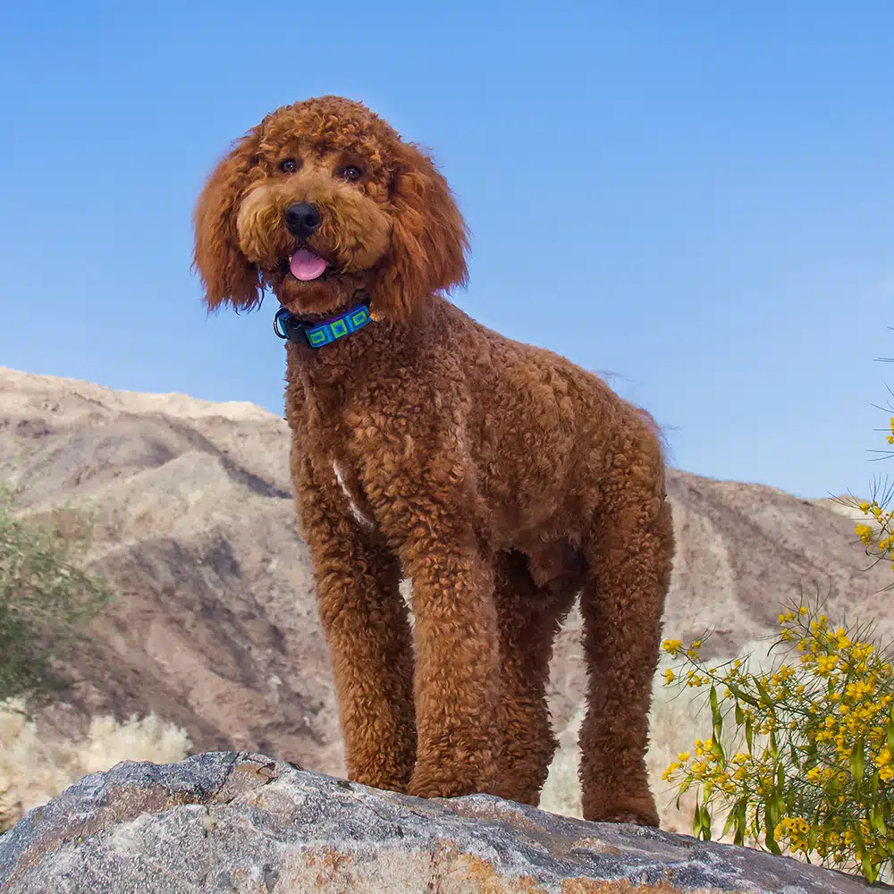 Labradoodle Feeding Guide