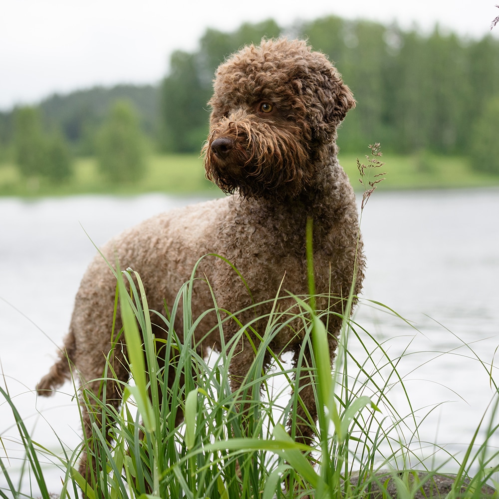Lagotto Romagnolo Feeding Guide