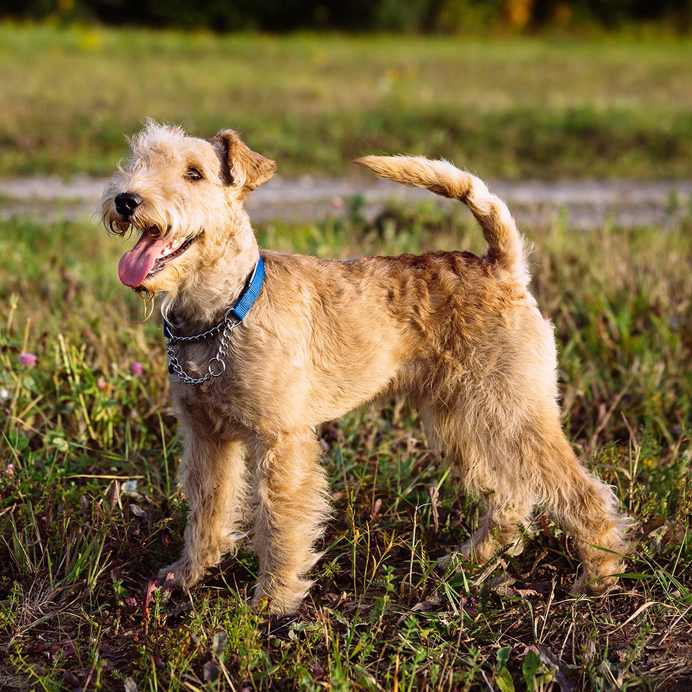 Lakeland Terrier Feeding Guide