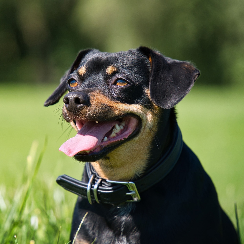 Lancashire Heeler Feeding Guide