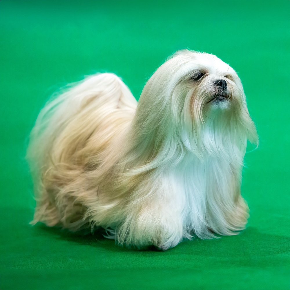 Lhasa Apso Feeding Guide