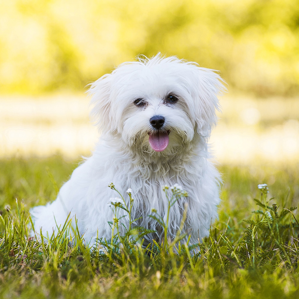 Maltese Feeding Guide