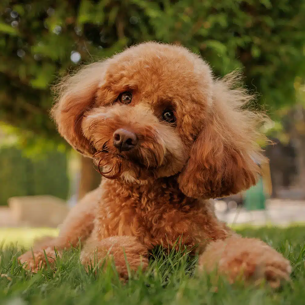 Maltipoo Feeding Guide