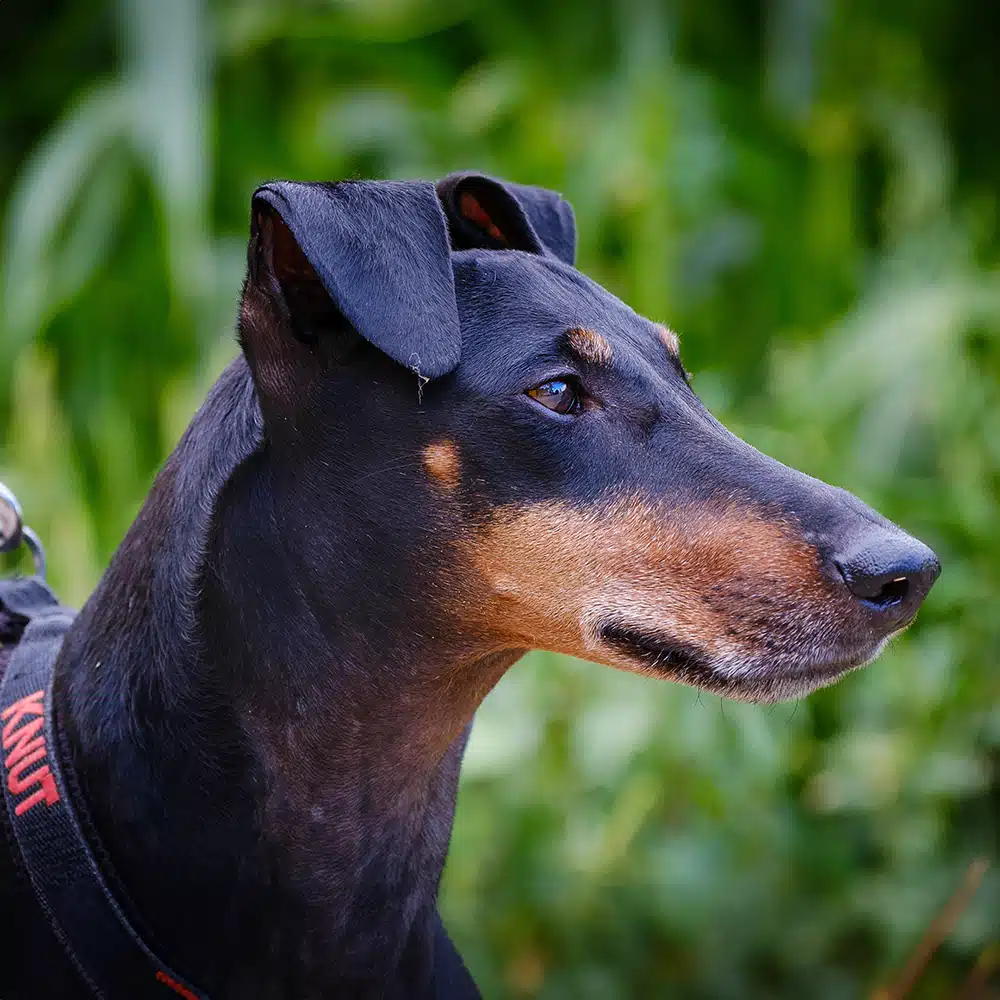 Manchester Terrier Feeding Guide