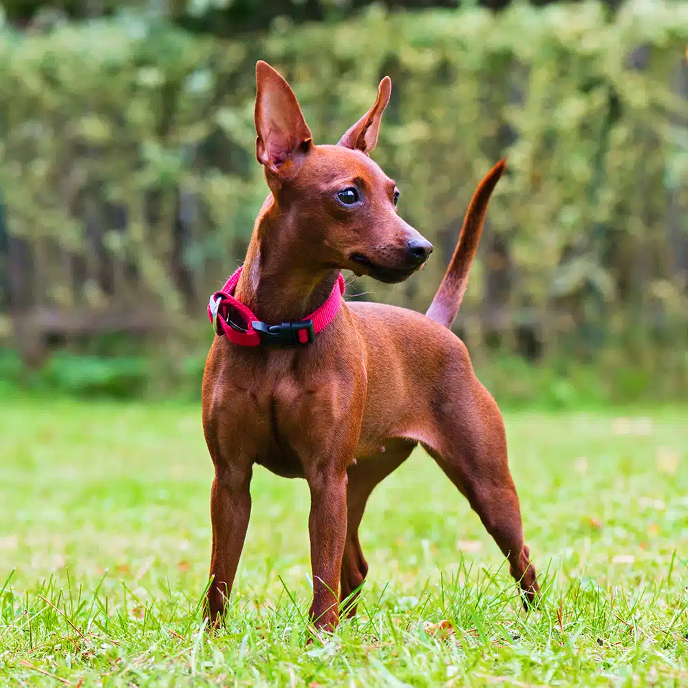 Miniature Pinscher Feeding Guide