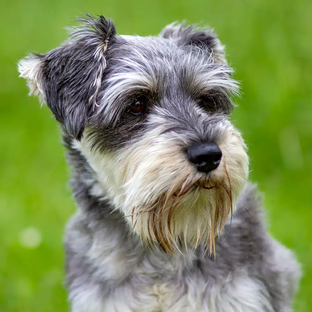Miniature Schnauzer Feeding Guide