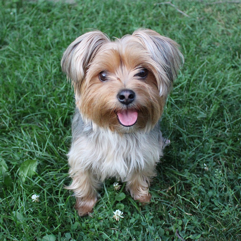Morkie Feeding Guide
