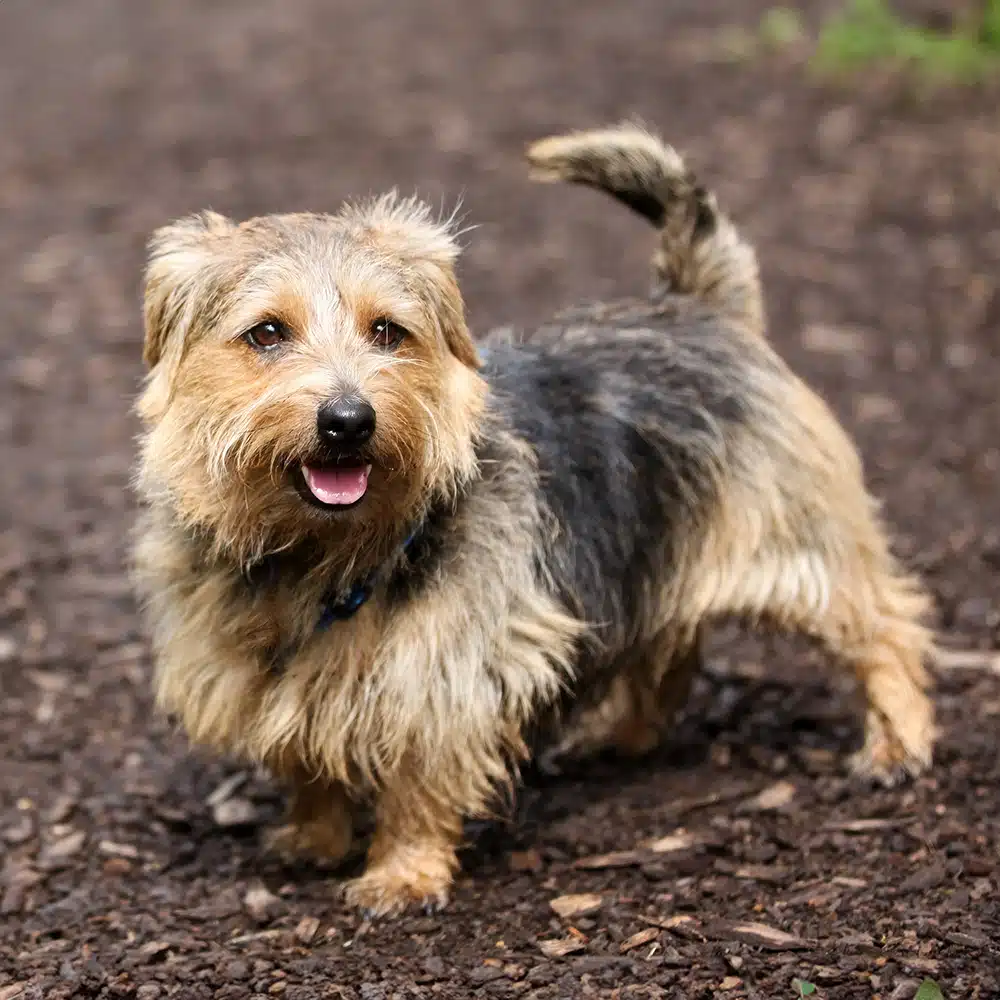 Norfolk Terrier Feeding Guide