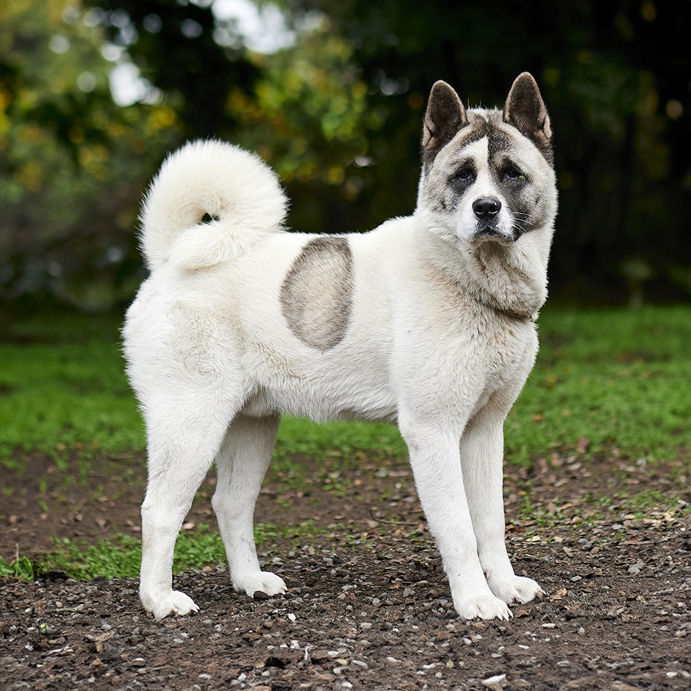 Norwegian Buhund Feeding Guide