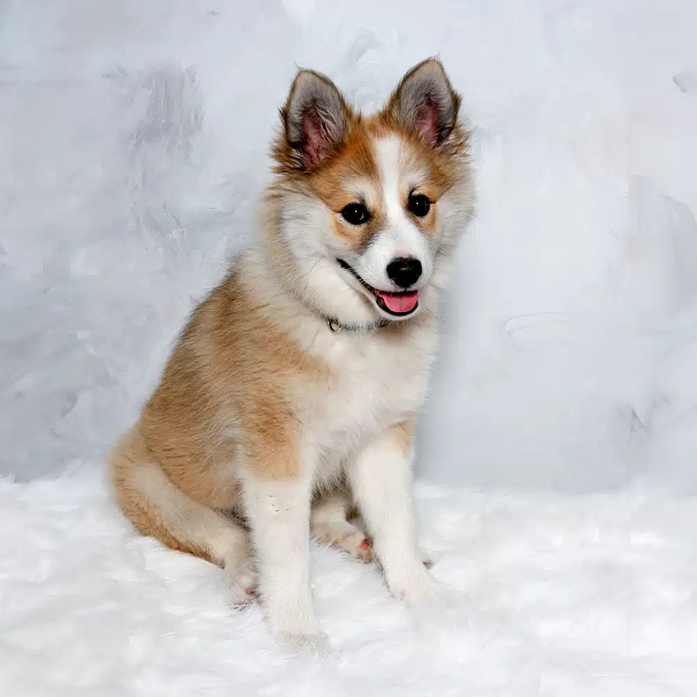 Norwegian Lundehund Feeding Guide