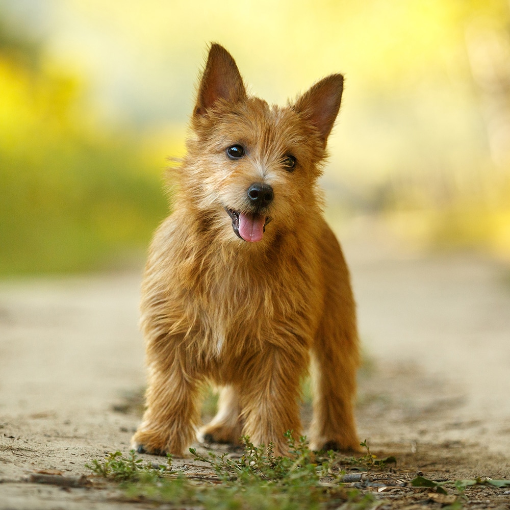 Norwich Terrier Feeding Guide