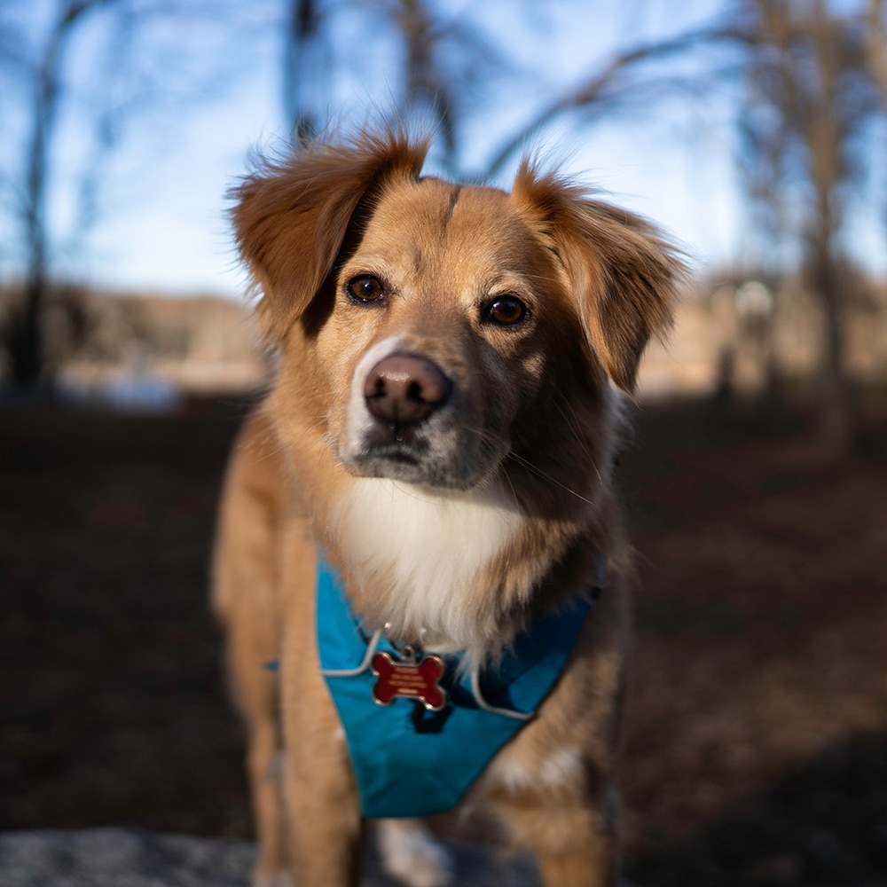 Nova Scotia Duck Tolling Retriever Feeding Guide