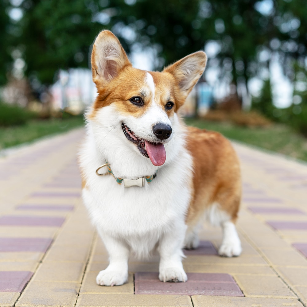 Pembroke Welsh Corgi Feeding Guide