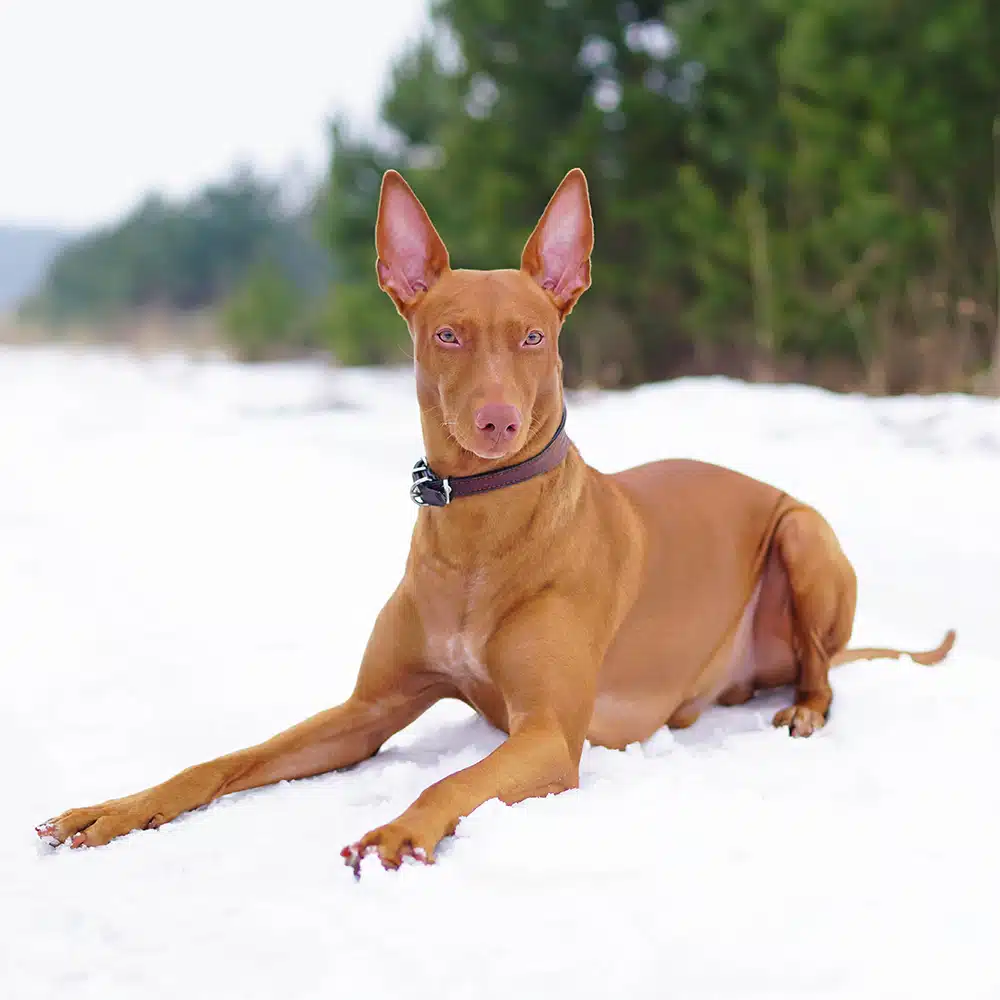 Pharaoh Hound Feeding Guide