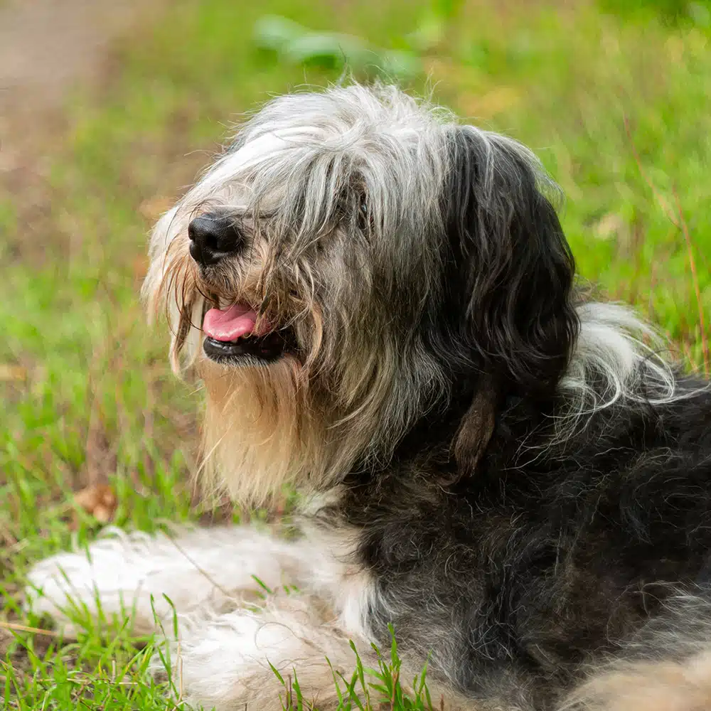 Polish Lowland Sheepdog Feeding Guide
