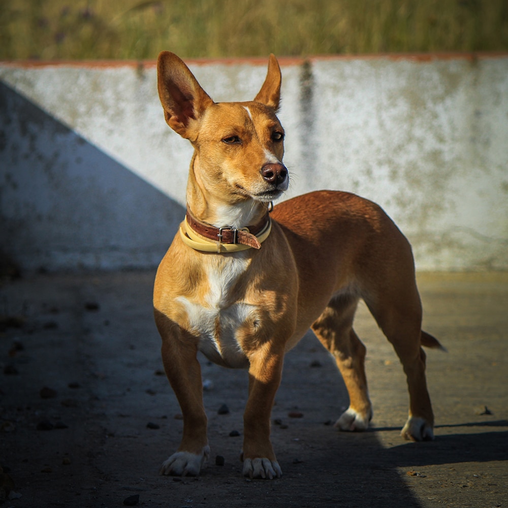 Portuguese Podengo Pequeno Feeding Guide