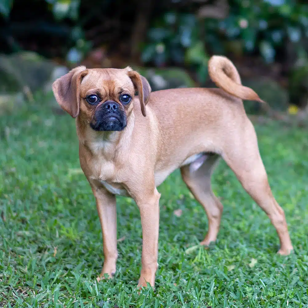 Pugalier Feeding Guide