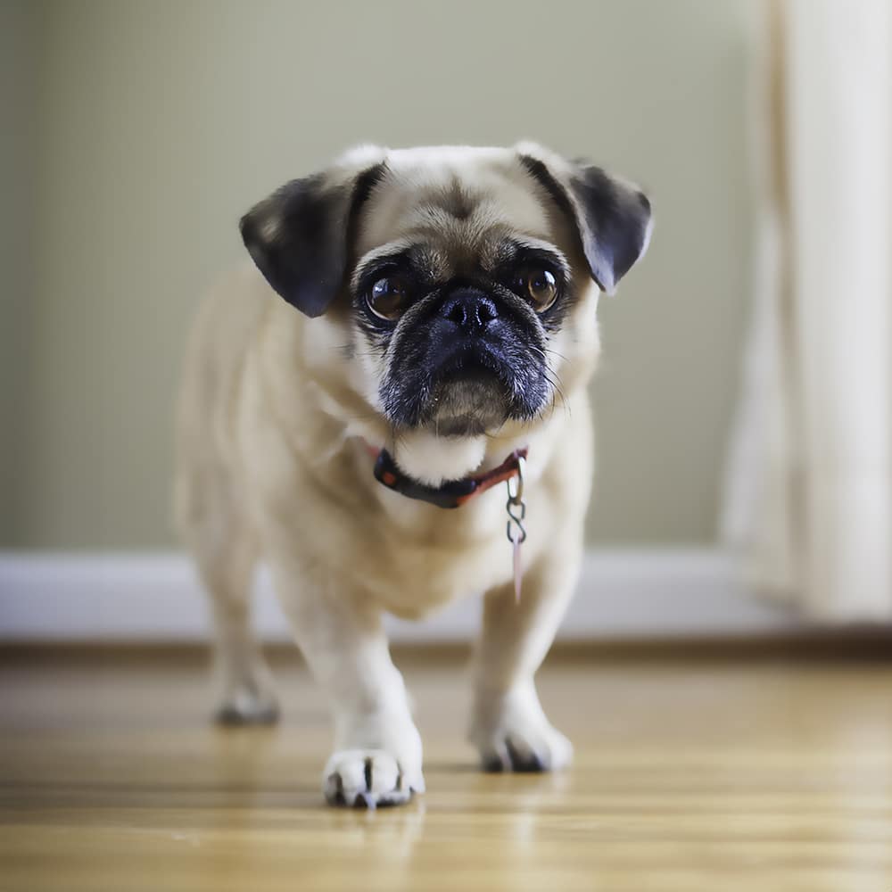Puginese Feeding Guide
