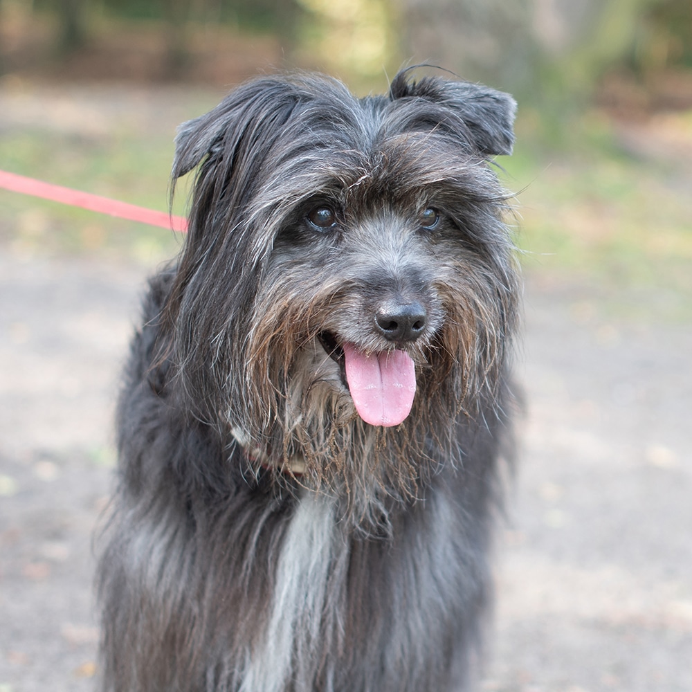 Pyrenean Shepherd Feeding Guide