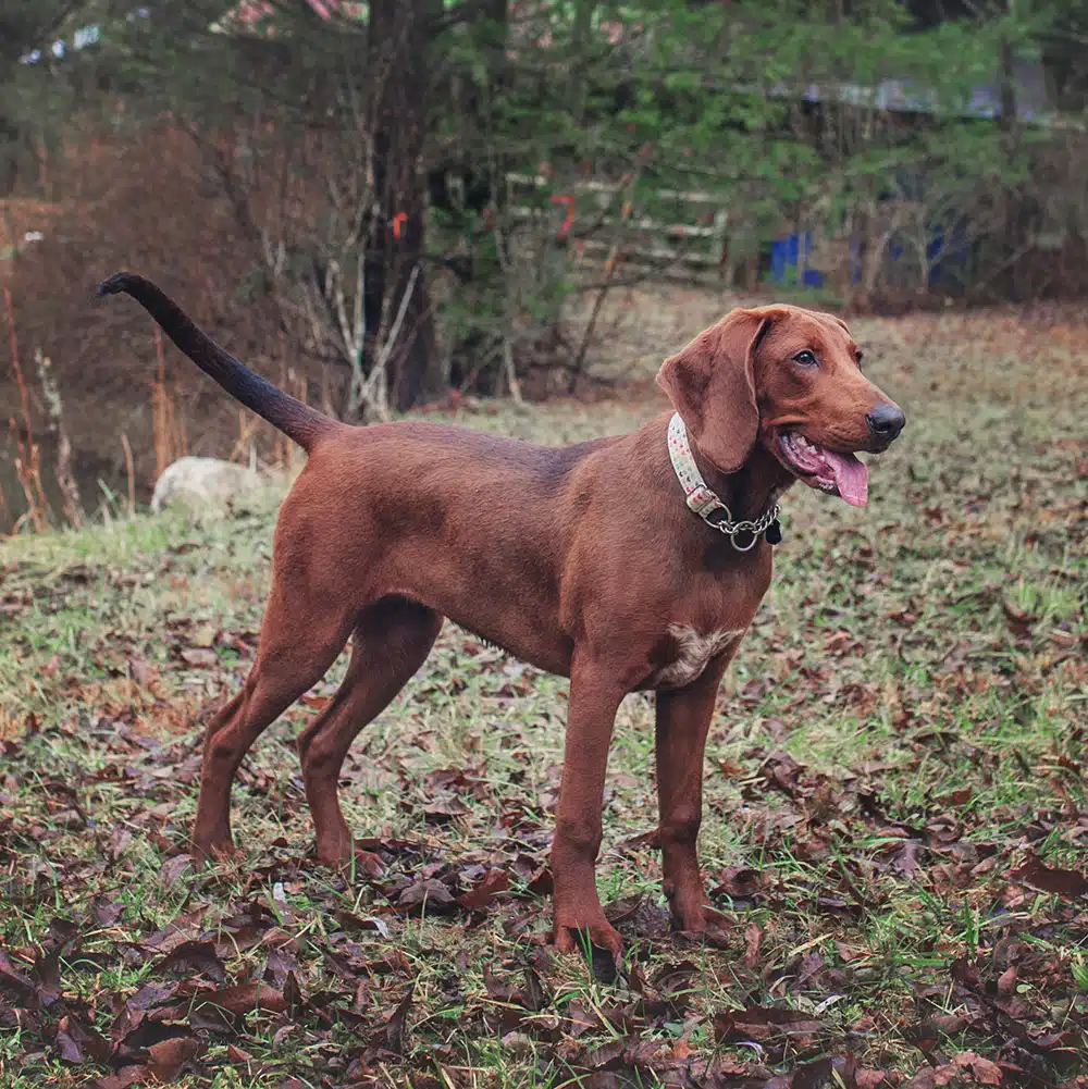 Redbone Coonhound Feeding Guide