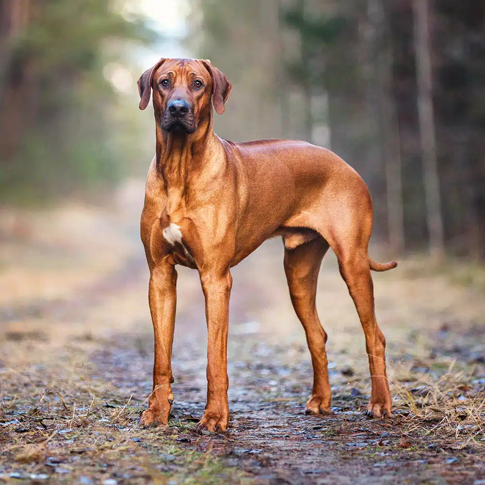 Rhodesian Ridgeback Feeding Guide