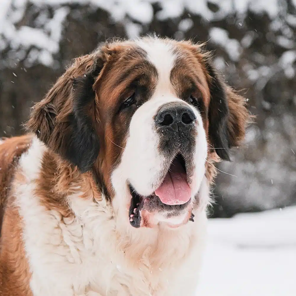 Saint Bernard Feeding Guide