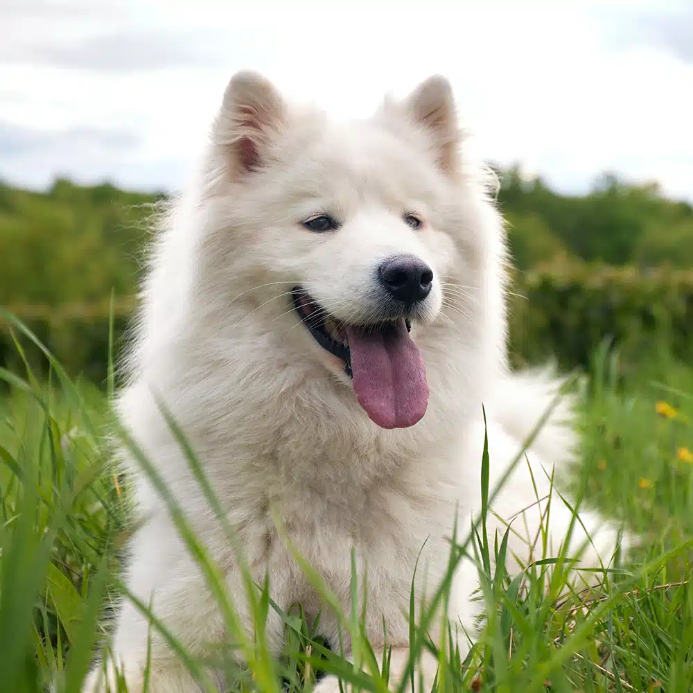 Samoyed Feeding Guide
