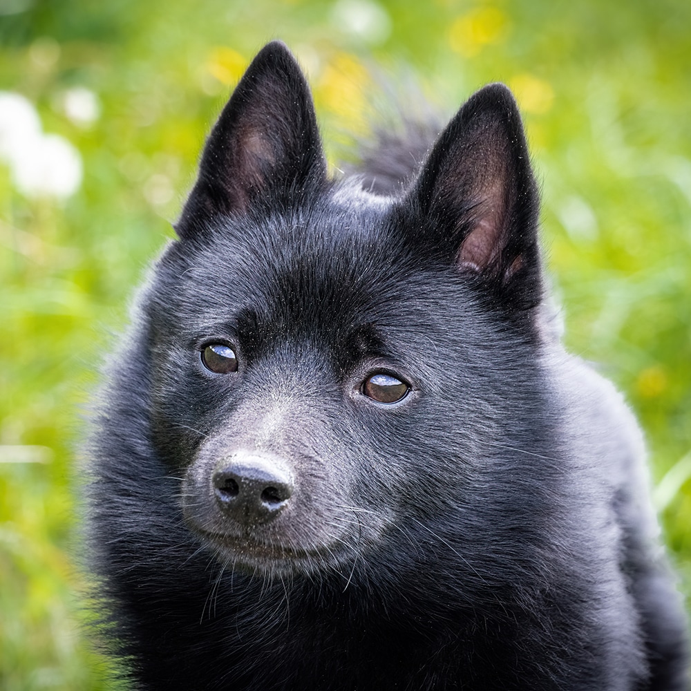 Schipperke Feeding Guide